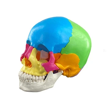Анатомическая модел на черепа на човека в разглобено формата, анатомическая модел на човешки органи